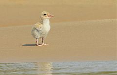 Large-billed Tern